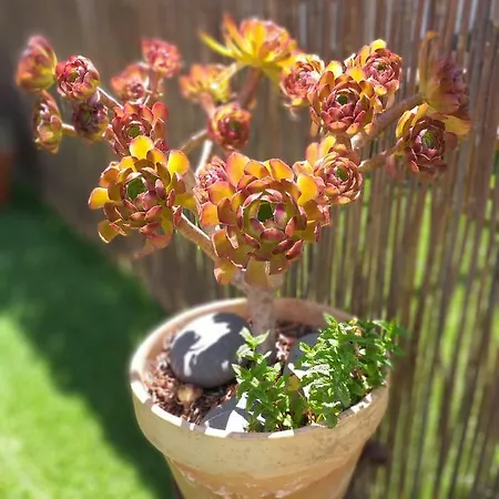 Casa Nautilus Pensionat