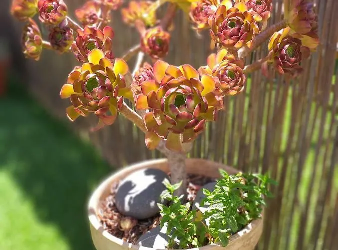 Casa Nautilus בית הארחה